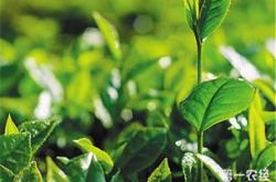 海南五指山茶叶价格表