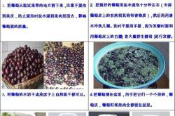 制作红酒的葡萄