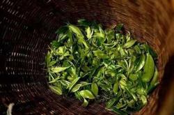几百一斤的茶叶贵吗