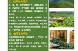毛尖茶叶图片