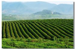 宜兴茶叶有哪些品牌