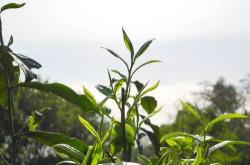 昆明的茶叶品牌有哪些