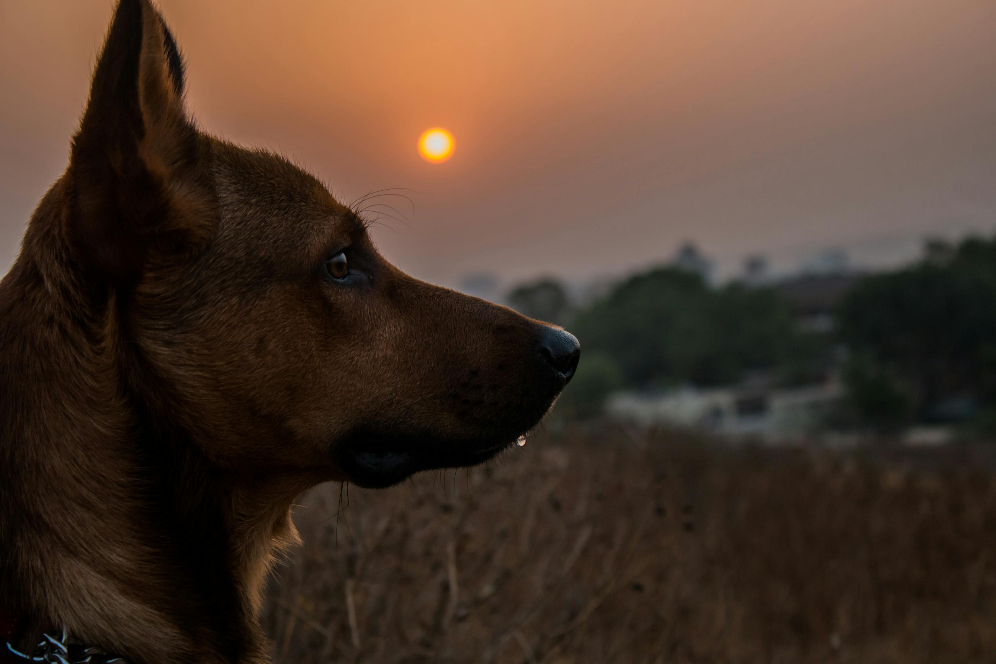 梦境中的犬影，被狗咬的隐喻与心理解读