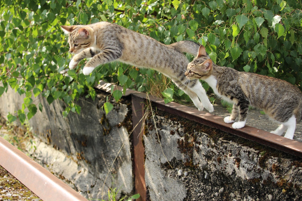猫的奥秘，走进喵星人的世界