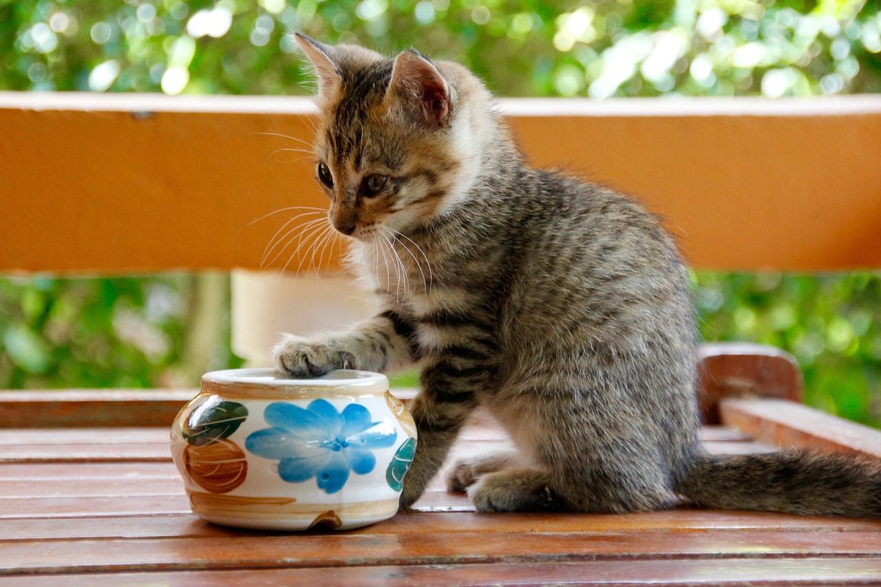 猫的知识百科，深入了解猫咪的世界