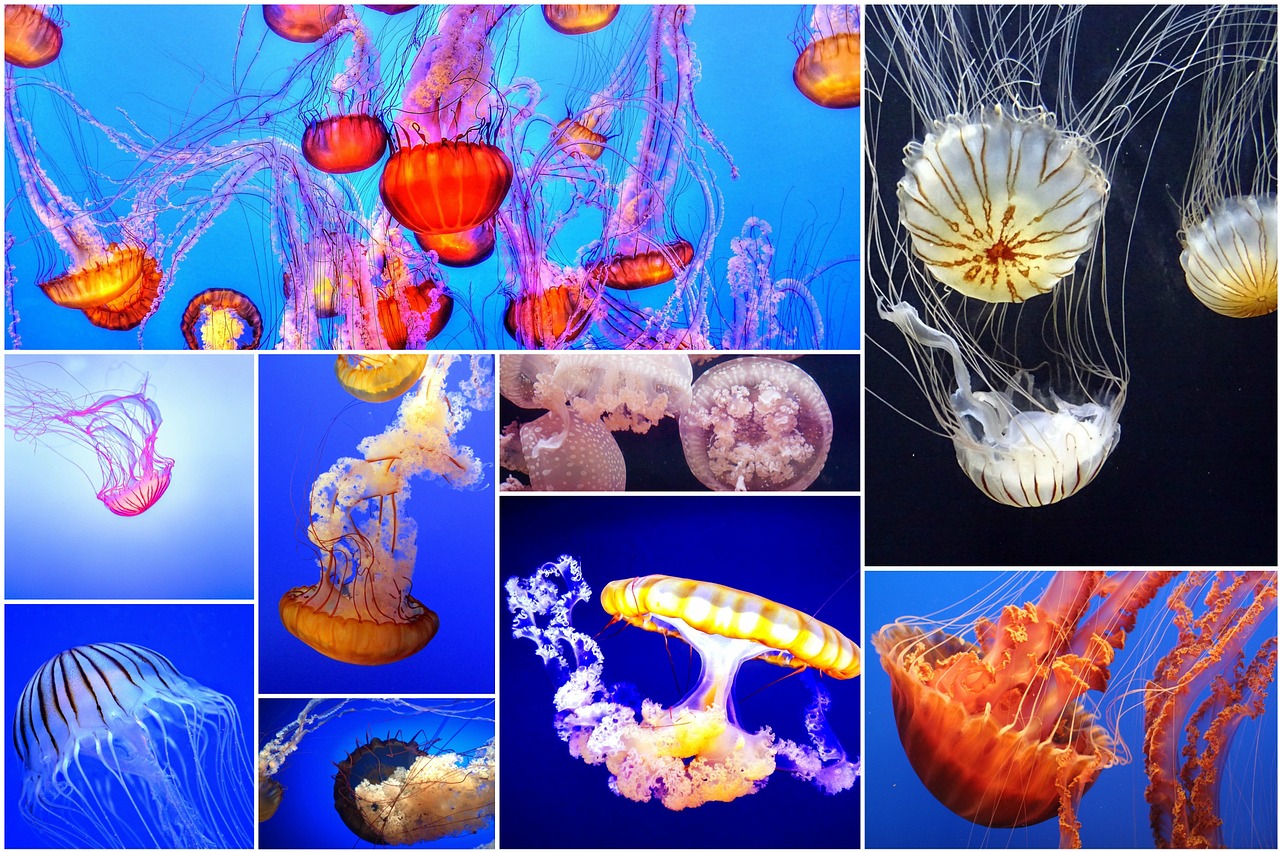 探索知识的海洋，Wiki维基百科中文版的深度解析