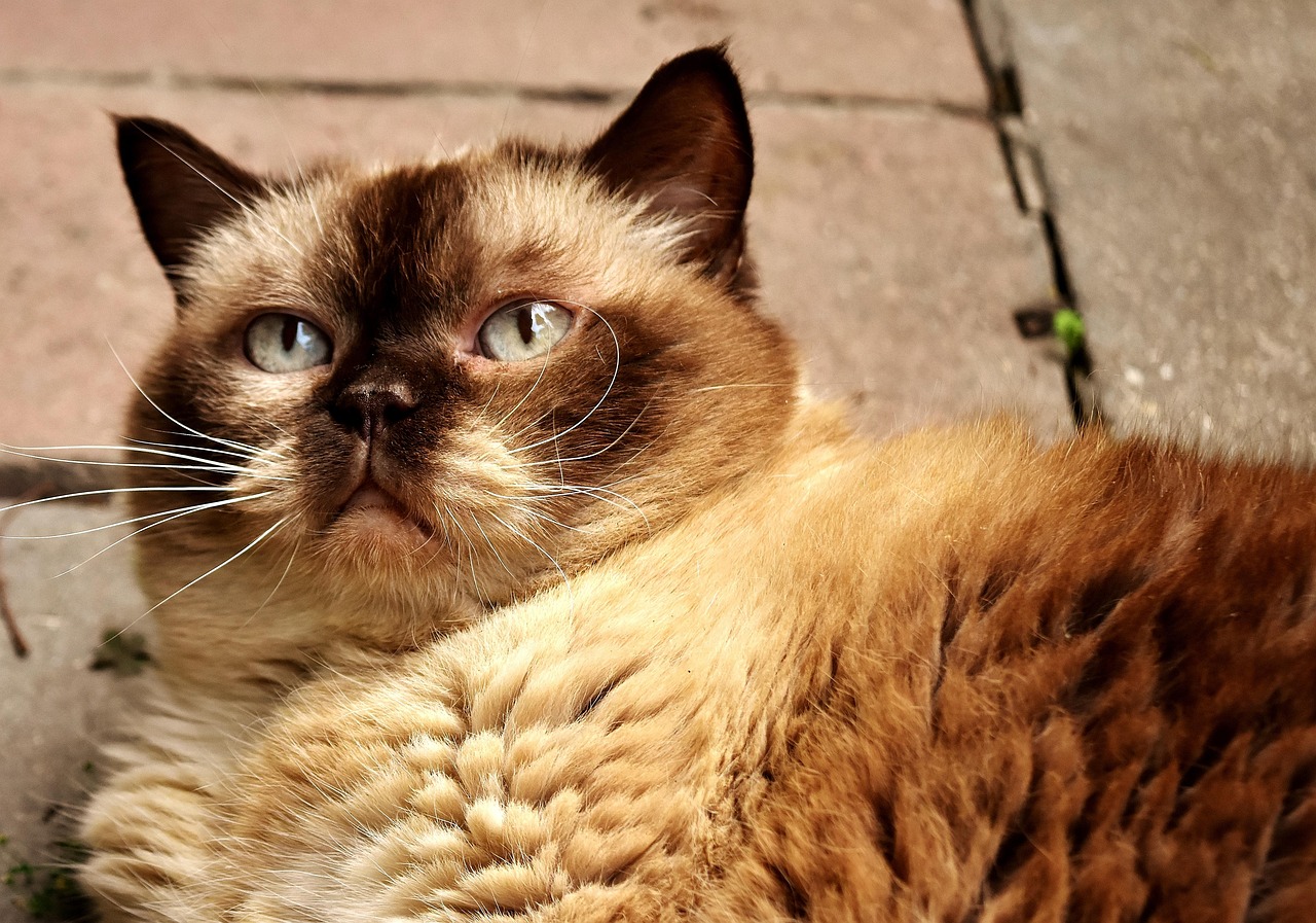 猫的世界，深入了解这些毛茸茸的朋友
