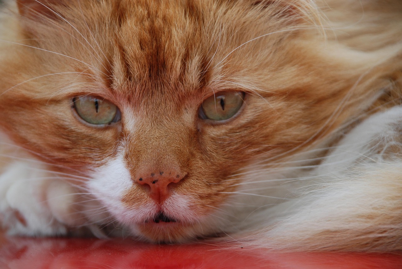 毛茸茸的神秘，猫的百科全书