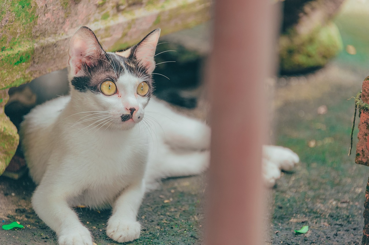 猫咪图片，捕捉毛茸茸的幸福瞬间