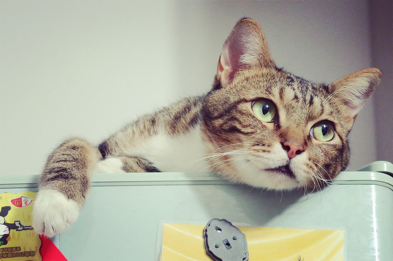 猫百科知识，揭秘猫咪的神秘世界