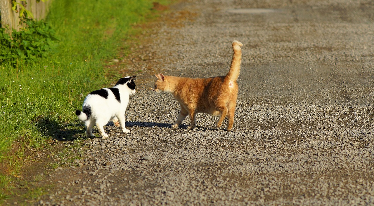 猫的百科全书，深入了解这些神秘而优雅的生物
