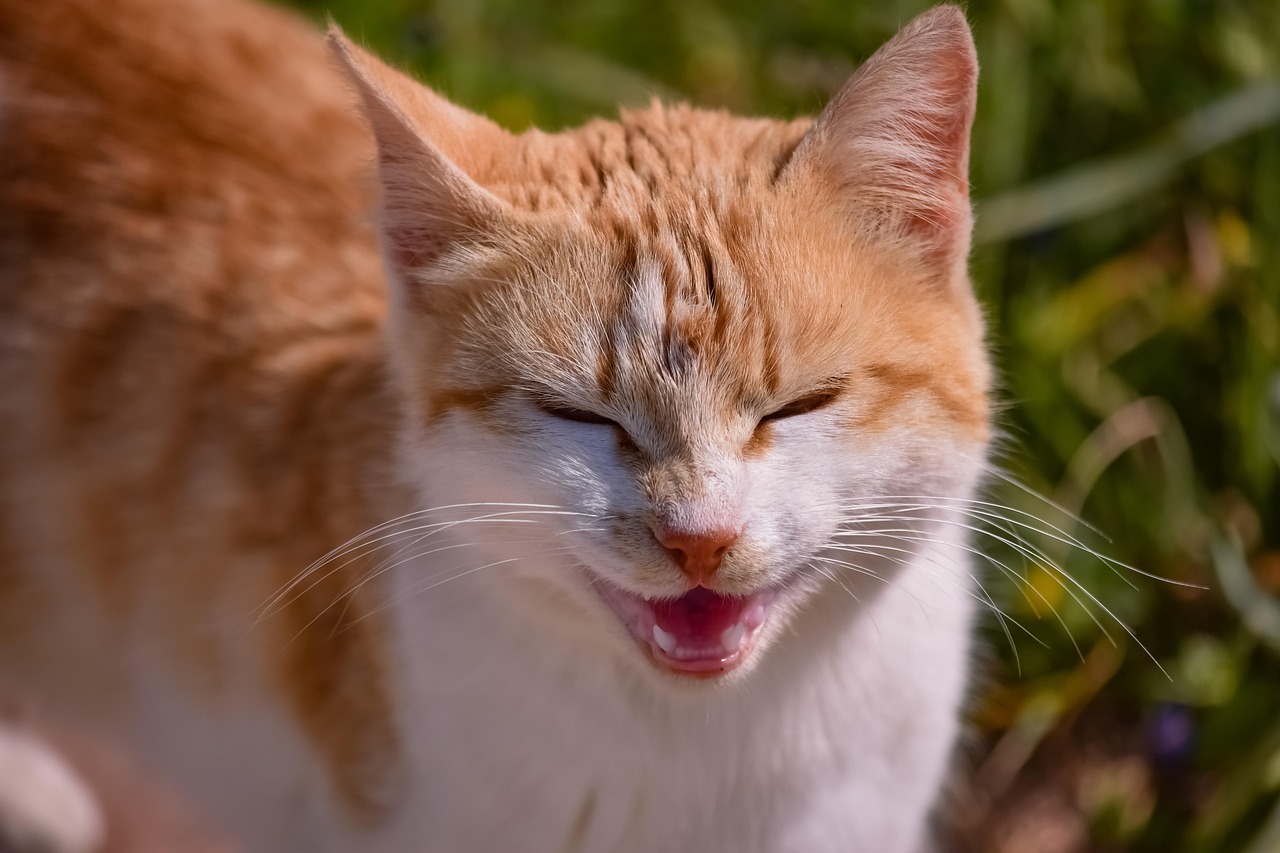 猫界百科，深入了解猫咪的世界