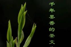哪个动画片是关于茶艺的
