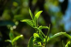 瑞草魁茶叶的价格
