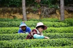 采摘茶叶的遮阳伞厂家在哪里