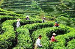 宜兴茶叶