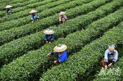 邵武茶叶合作社有哪些