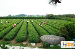 山东日照茶叶产业有哪些
