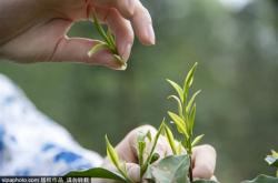 谷雨茶会