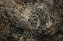 茶叶水可以养鱼吗