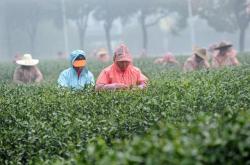 雨水茶是什么意思