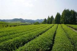 湄潭茶叶多少钱一斤
