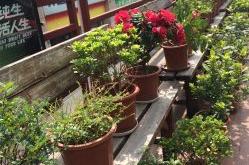 探寻东莞石竹新花园的美食之旅