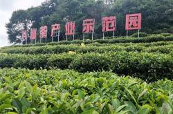 福建哪里产茶叶最多