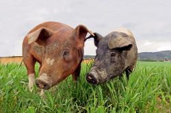 猪价跌势不止，农户与市场共赴猪周期寒冬