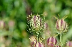揭秘！泰国黑桑果，真实疗效还是营销噱头？