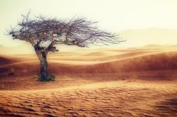 四川入秋失败，气候变迁下的挑战与应对