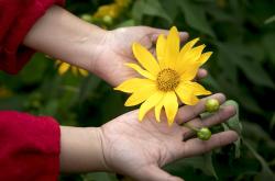 阳光下的绽放，全面揭秘太阳花的种植艺术与环保理念
