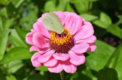 夏日绽放的色彩盛宴，探索那些在阳光下盛开的美丽花朵