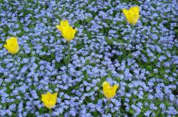 多肉植物，绿色小精灵的多彩世界
