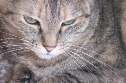 猫的世界，全面了解这些毛茸茸的朋友