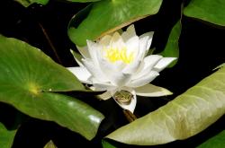 海棠花开，揭秘隐藏的艺术彩蛋