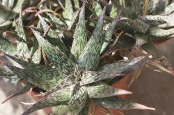 多肉品种百科，探索多彩的多肉世界