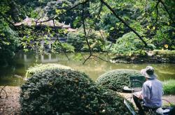 海棠花开，掌握更文的艺术，让创作如花绽放