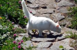 薛定论的猫，量子世界的奇妙冒险