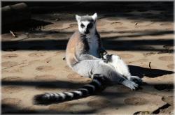 动物百科全书知识大全图片，探索自然界的奇妙之旅