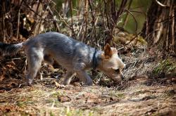动物百科知识问答题大全，探索动物世界的奥秘