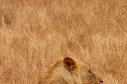 动物王国的宝藏，探索动物类百科全书的奇妙世界