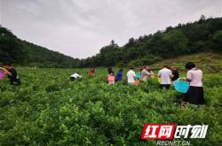 慈利县茶叶