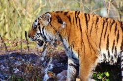 猫的百科资料介绍大全，深入了解这些优雅捕猎者的奥秘