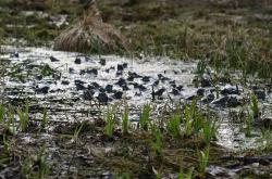 动物百科，探索自然界的奥秘