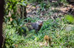 动物百科小知识大全，揭秘自然界的奇妙生物