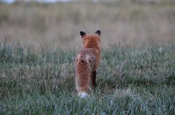 动物知识科普大全，探索自然界的奇妙生物
