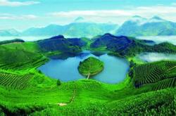 高山生态茶
