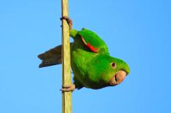 探索动物王国，简单易懂的动物百科知识手抄报