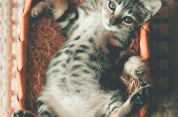 猫界百科，揭秘猫咪的神秘世界